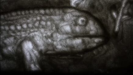 画像：サンドアニメーション「Soil」 2025年 1分18秒